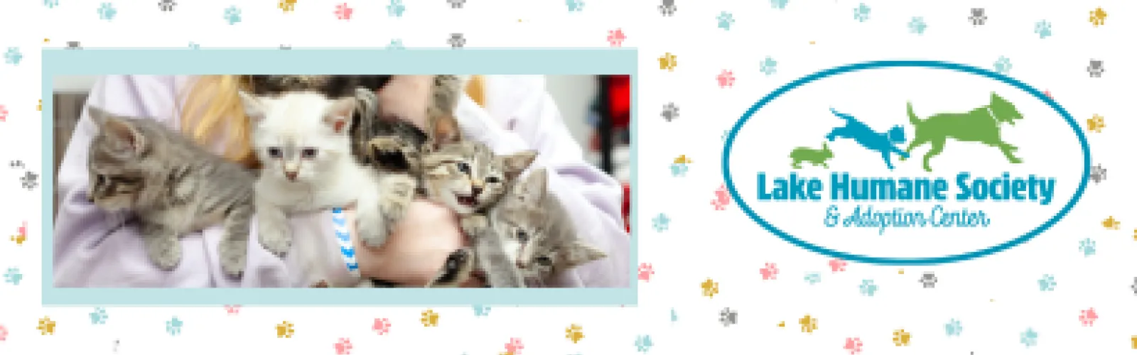 Pet a Kitten (Adopt One, Too?)