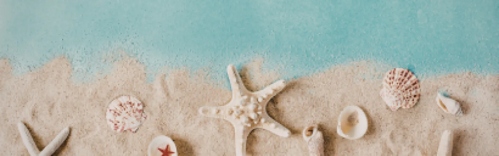 Seashell Canvas Art 
