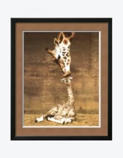 Giraffe, First Kiss Ron D'Raine