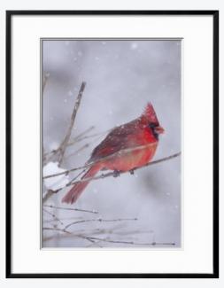 Northern cardinal (cardinalis cardinalis) male with sunflower seed Lynn M. Stone