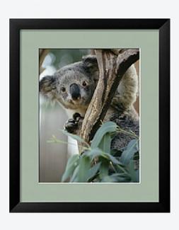 Koala bear (National Geographic Society (U.S.))