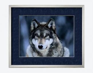 Gray wolf (National Geographic Society (U.S.))
