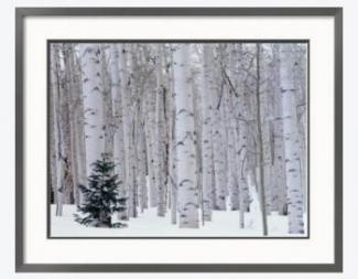 Aspen and Douglas Fir, Manti-Lasal National Forrest (Scott T. Smith)