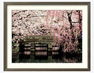 Cherry blossoms : Mishima Taisha Shrine, Shizuoka